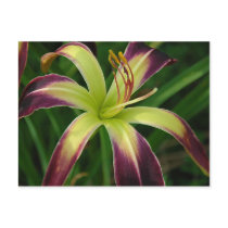 Daylily 'Waiting in the Wings' postcards by littlewingdesign Daylily 'Waiting in the Wings' postcards