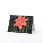 rain, day, lily, flowers, photography, lilies