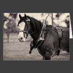 Days Gone By - Clydesdale Horse Cards