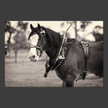 Days Gone By - Clydesdale Horse Photo Art