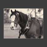 Days Gone By - Clydesdale Horse Postcards