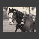 Days Gone By - Clydesdale Horse Postcard