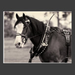 Days Gone By - Clydesdale Horse Postcards
