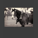 Days Gone By - Clydesdale Horse Tshirts