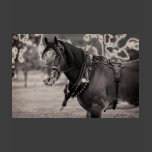 Days Gone By - Clydesdale Horse Shirt