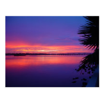 Daytona River Tropical Palm Tree Sunset Postcard