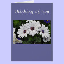 Dazzle Daisy cards