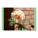 dazzle rose posters by dunndebbiedo dazzle rose posters