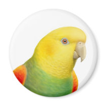 Dbl Yellow Headed Amazon Magnet by twopurringcats Dbl Yellow Headed Amazon Magnet