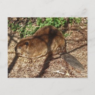 DC- Funny Beaver Postcard postcard
