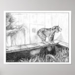 DC Zoo Tiger Print