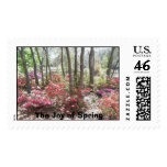 azaleas, flowers, spring