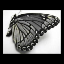 Dead Butterfly (Black & White) posters