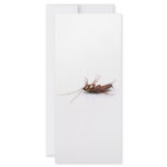 Dead cockroach rack cards