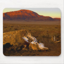 Dead Cow at Sunset on a Mousepad by WanderLinArts Dead Cow at Sunset on a Mousepad