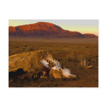 Dead Cow at Sunset Postcard