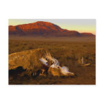 Dead Cow at Sunset Postcard