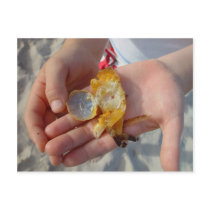 Dead Crab In The Hand Post Cards