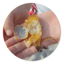 Dead Crab In The Hand Sticker