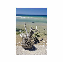 Dead Dry Tree On The Beach In Albania photo sculptures by lifesphere Dead Dry Tree On The Beach In Albania photo sculptures