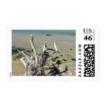 Dead Dry Tree On The Beach In Albania Stamps