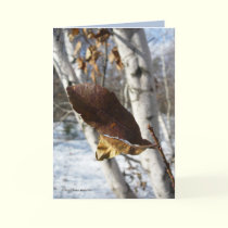 Dead Leaves in Birch cards by MoiraAshleigh Dead Leaves in Birch cards