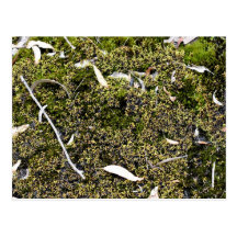 Dead leaves on the mossy ground postcard