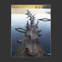 Dead Log in Water postcards
