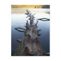 Dead Log in Water postcards by dduhaime55 Dead Log in Water postcards