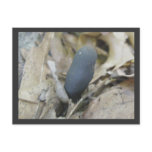 Dead Man's Finger Mushroom Postcard