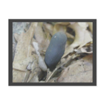 Dead Man's Finger Mushroom Postcard