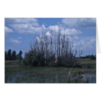 Dead melaleuca card