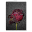 Dead Roses cards