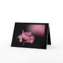 Dead Roses: I sent thee late a rosy wreath cards
