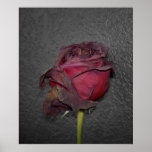 Dead Roses posters