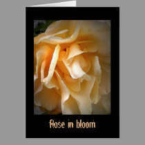 Dead Roses: Rose in bloom cards