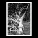 Dead Tree Black & White Print