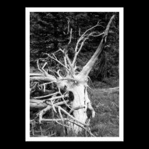 Dead Tree Black & White Print