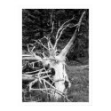 Dead Tree Black & White Print by jeremybonfiglio Dead Tree Black & White Print