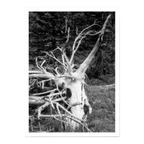 Dead Tree Black & White Print