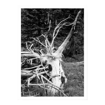 Dead Tree Black & White Print by jeremybonfiglio