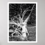 Dead Tree Black & White Print
