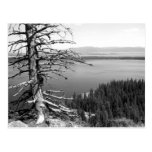 Dead tree, Jenny Lake, Grand Teton, Wyoming Post Cards