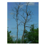 Dead Tree Postcard