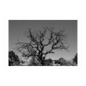 Dead Tree posters