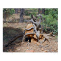 Dead Tree Roots Poster posters