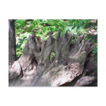 Dead Wood postcards