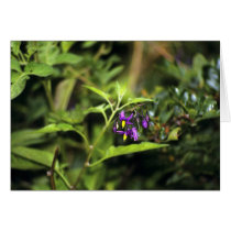 Deadly Nightshade Cards