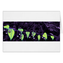 Deadly Nightshade Cards