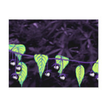 Deadly Nightshade Postcard